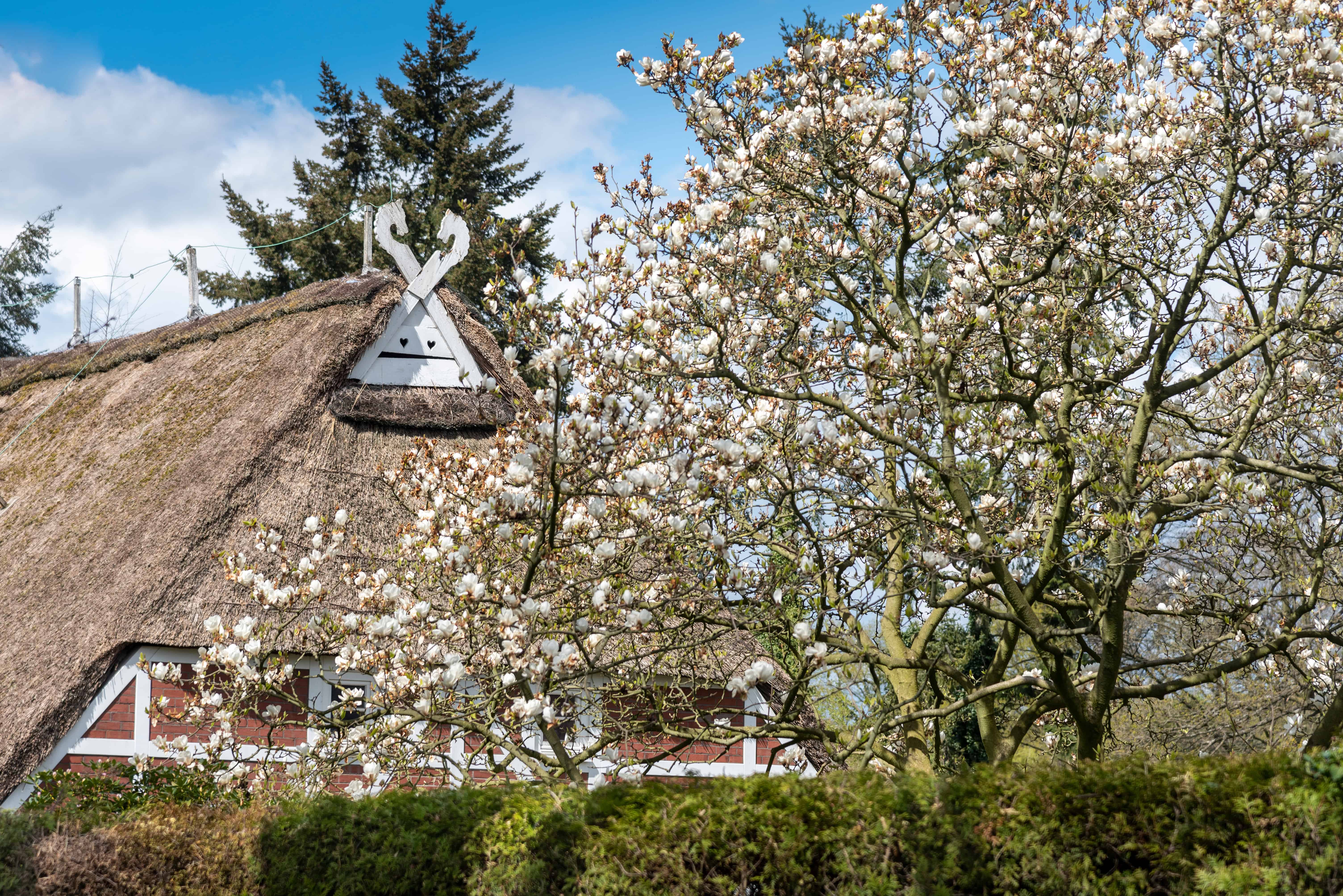 Häuser im traditionellen Hamburger Stil mit blühenden Obstbäumen im Frühling.